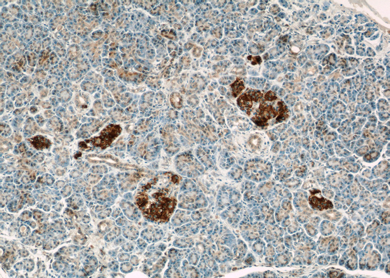 Immunohistochemical of paraffin-embedded human pancreas using Catalog No:110586(FAM3C antibody) at dilution of 1:50 (under 10x lens)