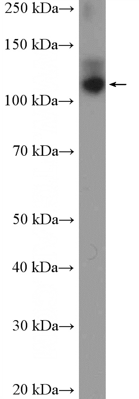 K-562 cells were subjected to SDS PAGE followed by western blot with Catalog No:113527(OXR1 Antibody) at dilution of 1:1000
