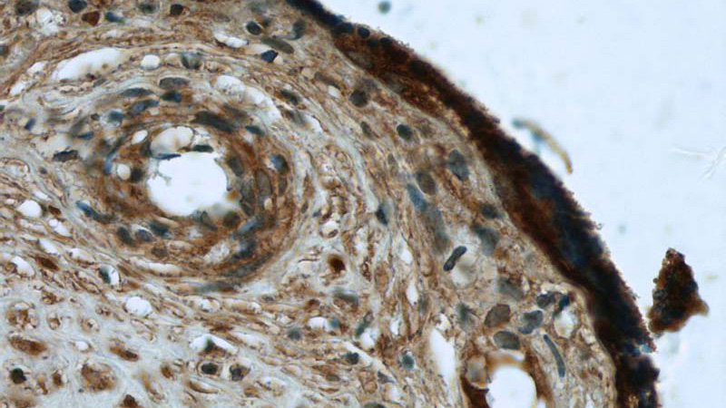 Immunohistochemistry of paraffin-embedded human placenta tissue slide using Catalog No:111942(ISM2 Antibody) at dilution of 1:50 (under 40x lens)