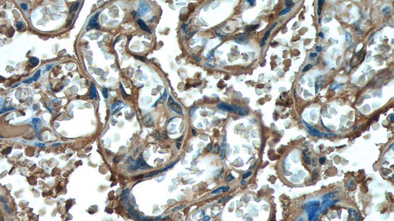 Immunohistochemistry of paraffin-embedded human placenta tissue slide using Catalog No:111714(HTRA1 Antibody) at dilution of 1:200 (under 40x lens).