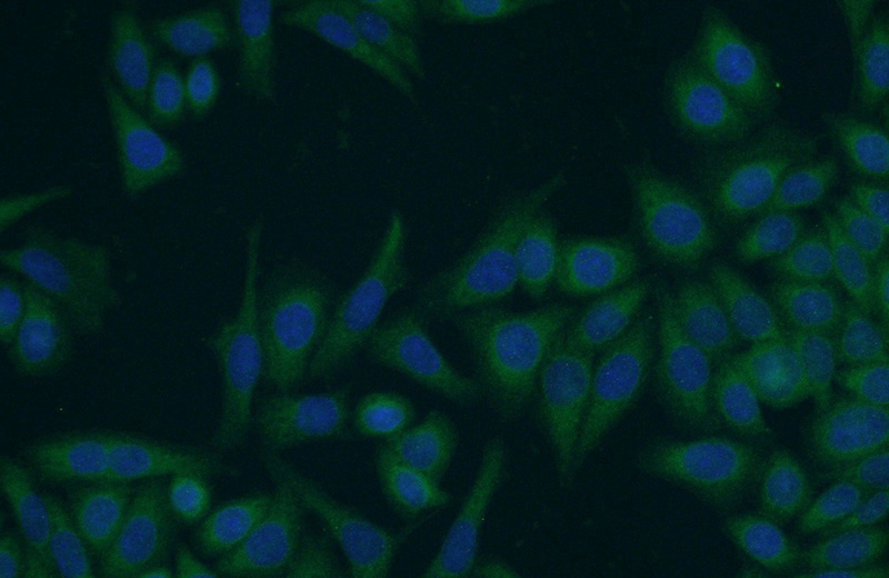 Immunofluorescent analysis of HeLa cells using Catalog No:111296(HERC4 Antibody) at dilution of 1:50 and Alexa Fluor 488-congugated AffiniPure Goat Anti-Rabbit IgG(H+L)