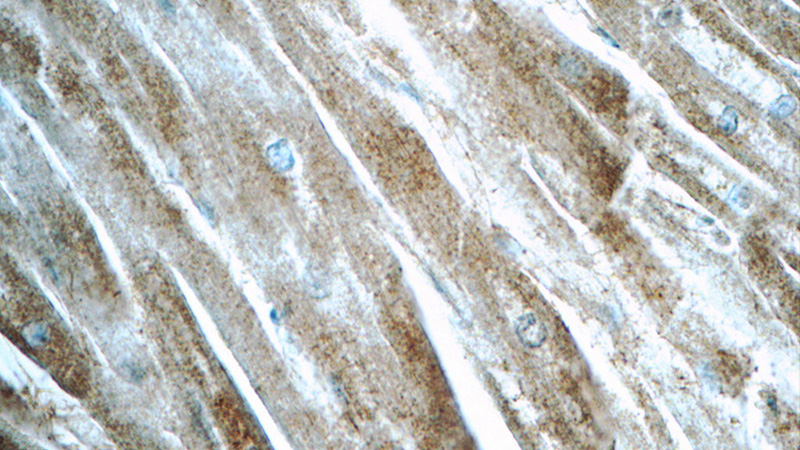 Immunohistochemistry of paraffin-embedded human heart tissue slide using Catalog No:108411(BAI2-Specific Antibody) at dilution of 1:50 (under 40x lens)