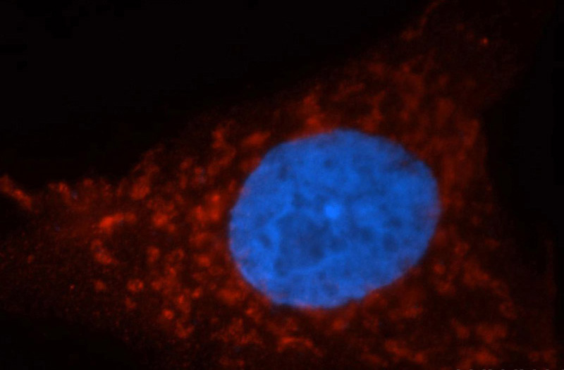 Immunofluorescent analysis of A549 cells, using AK2 antibody Catalog No:107923 at 1:50 dilution and Rhodamine-labeled goat anti-rabbit IgG (red). Blue pseudocolor = DAPI (fluorescent DNA dye).