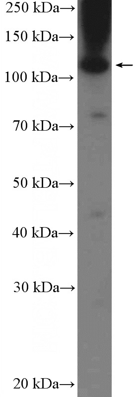 MDA-MB-453s cells were subjected to SDS PAGE followed by western blot with Catalog No:108805(C9orf86 Antibody) at dilution of 1:600