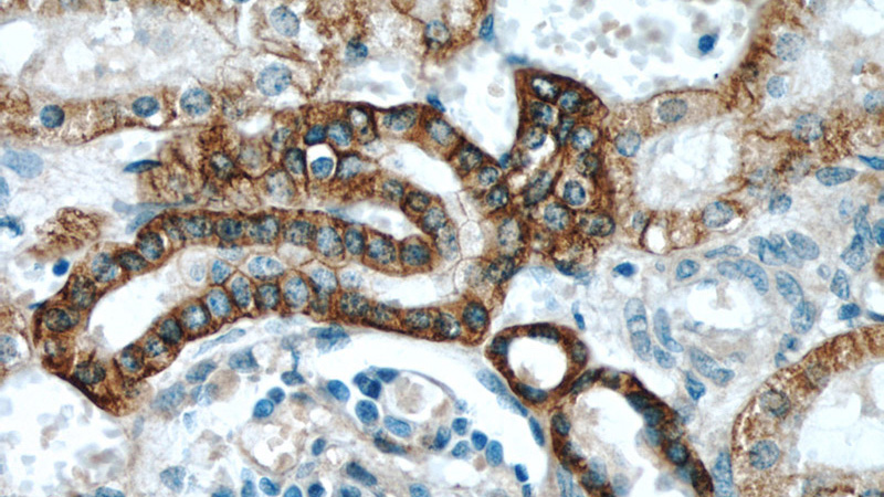 Immunohistochemical of paraffin-embedded human kidney using Catalog No:108341(ATP1A1 antibody) at dilution of 1:100 (under 40x lens)