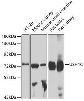 Western blot - USH1C Polyclonal Antibody 