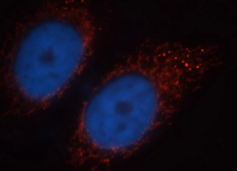 Immunofluorescent analysis of HepG2 cells, using PDHA1 antibody Catalog No:113678 at 1:25 dilution and Rhodamine-labeled goat anti-rabbit IgG (red).Blue pseudocolor = DAPI (fluorescent DNA dye).