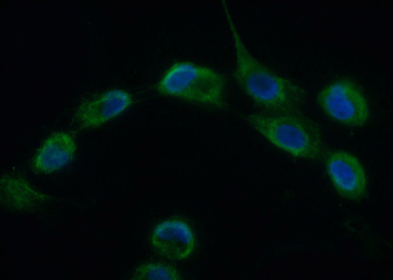 Immunofluorescent analysis of (10% Formaldehyde) fixed A431 cells using Catalog No:109210(CHCHD1 Antibody) at dilution of 1:50 and Alexa Fluor 488-congugated AffiniPure Goat Anti-Rabbit IgG(H+L)