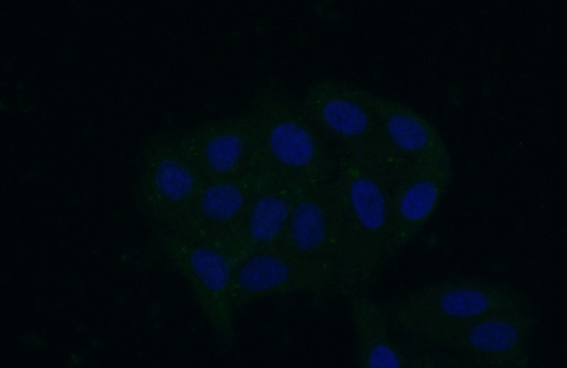 Immunofluorescent analysis of (-20oc Ethanol) fixed HepG2 cells using Catalog No:114881(RPL26 Antibody) at dilution of 1:50 and Alexa Fluor 488-congugated AffiniPure Goat Anti-Rabbit IgG(H+L)