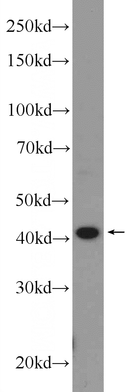 mouse lung tissue were subjected to SDS PAGE followed by western blot with Catalog No:110428(F2RL3 Antibody) at dilution of 1:1000