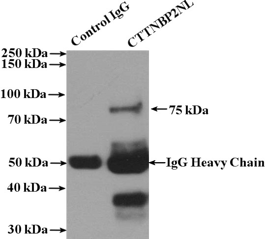 IP Result of anti-CTTNBP2NL (IP:Catalog No:109737, 4ug; Detection:Catalog No:109737 1:600) with MCF-7 cells lysate 3200ug.