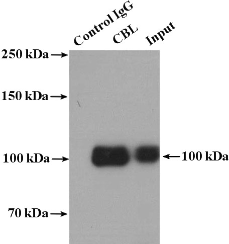 IP Result of anti-CBL (IP:Catalog No:108898, 4ug; Detection:Catalog No:108898 1:1000) with K-562 cells lysate 3200ug.