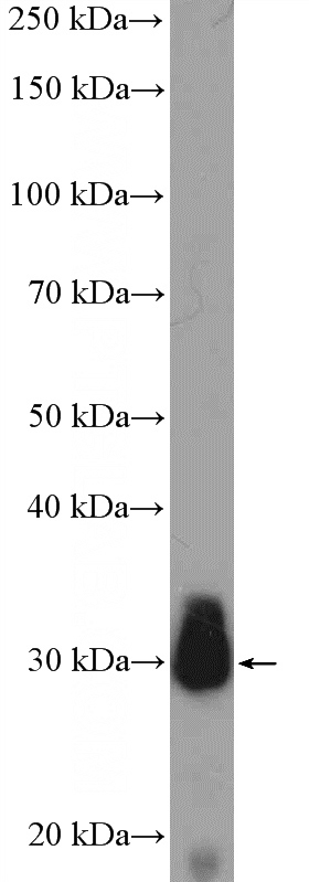 human skeletal muscle tissue were subjected to SDS PAGE followed by western blot with Catalog No:111895(JP45; JSRP1 Antibody) at dilution of 1:600