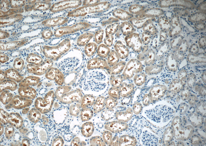 Immunohistochemistry of paraffin-embedded human kidney tissue slide using Catalog No:110215(EGFL7 Antibody) at dilution of 1:50 (under 10x lens)