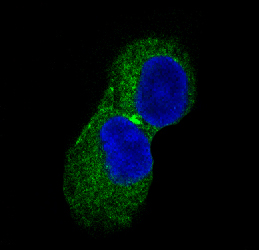 Immunofluorescent analysis of PC-12 cells, using CaMKII Antibody .
