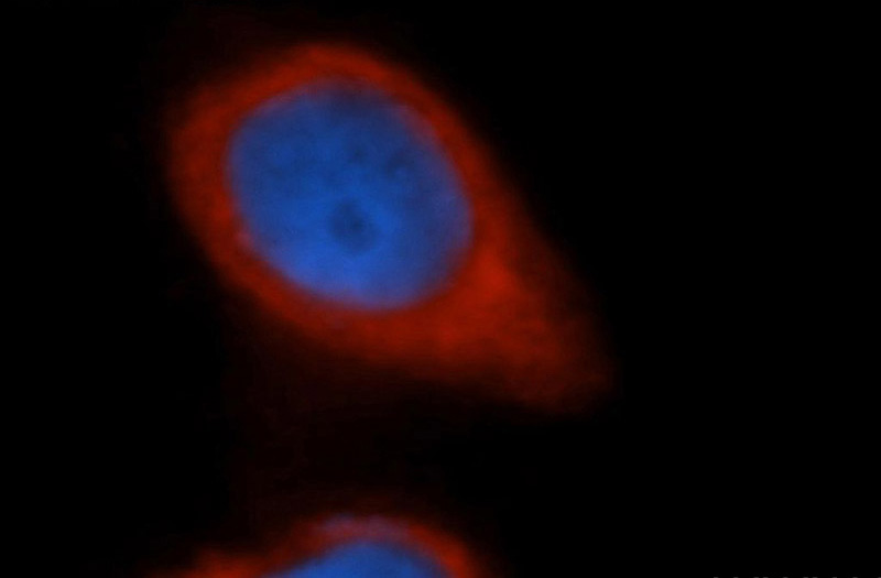 Immunofluorescent analysis of Hela cells, using EIF3J antibody Catalog No:110198 at 1:50 dilution and Rhodamine-labeled goat anti-rabbit IgG (red). Blue pseudocolor = DAPI (fluorescent DNA dye).