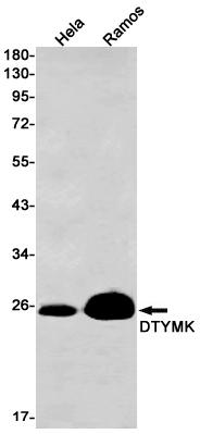 Western blot detection of DTYMK in Hela,Ramos cell lysates using DTYMK Rabbit mAb(1:1000 diluted).Predicted band size:24kDa.Observed band size:24kDa.