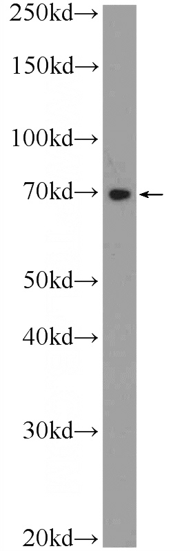 HEK-293 cells were subjected to SDS PAGE followed by western blot with Catalog No:116379(TTC30B Antibody) at dilution of 1:600