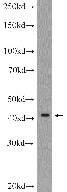rat brain tissue were subjected to SDS PAGE followed by western blot with Catalog No:111132(TAAR2 Antibody) at dilution of 1:600