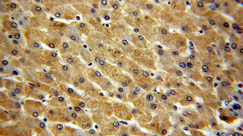 Immunohistochemical of paraffin-embedded human liver using Catalog No:117220(BPNT1 antibody) at dilution of 1:100 (under 40x lens)