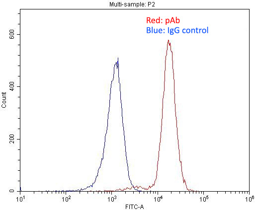 1X10^6 Raji cells were stained with 0.2ug IRF4 antibody (Catalog No:111836, red) and control antibody (blue). Fixed with 4% PFA blocked with 3% BSA (30 min). Alexa Fluor 488-congugated AffiniPure Goat Anti-Rabbit IgG(H+L) with dilution 1:1500.