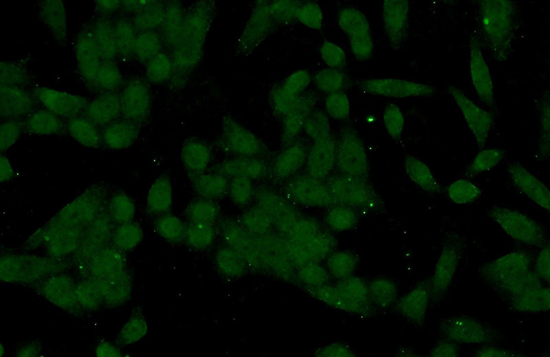 Immunofluorescent analysis of HeLa cells using Catalog No:109309(BIRC3 Antibody) at dilution of 1:50 and Alexa Fluor 488-congugated AffiniPure Goat Anti-Rabbit IgG(H+L)