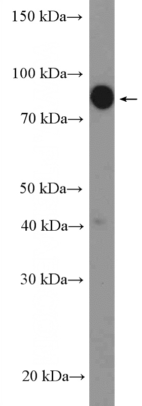 HeLa cells were subjected to SDS PAGE followed by western blot with Catalog No:116907(ZBTB1 Antibody) at dilution of 1:300