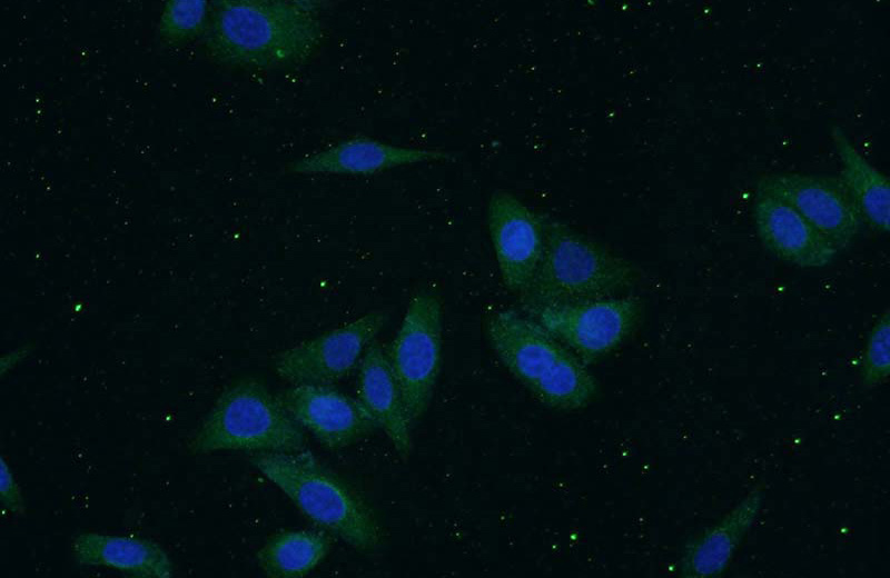 Immunofluorescent analysis of HepG2 cells using Catalog No:107664(A1BG Antibody) at dilution of 1:25 and Alexa Fluor 488-congugated AffiniPure Goat Anti-Rabbit IgG(H+L)
