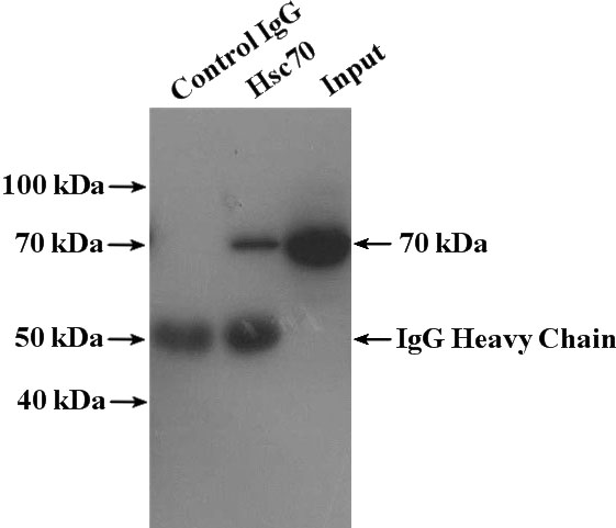 IP Result of anti-Hsc70 (IP:Catalog No:111472, 4ug; Detection:Catalog No:111472 1:800) with HEK-293 cells lysate 3680ug.