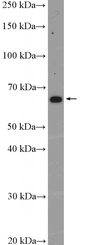 Jurkat cells were subjected to SDS PAGE followed by western blot with Catalog No:111115(GPR153 Antibody) at dilution of 1:600