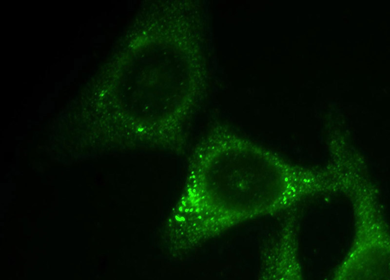 Immunofluorescent analysis of HepG2 cells, using MDK antibody Catalog No:112614 at 1:50 dilution and FITC-labeled donkey anti-rabbit IgG (green).