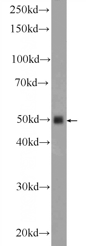 mouse brain tissue were subjected to SDS PAGE followed by western blot with Catalog No:111800(INHBA-Specific Antibody) at dilution of 1:600