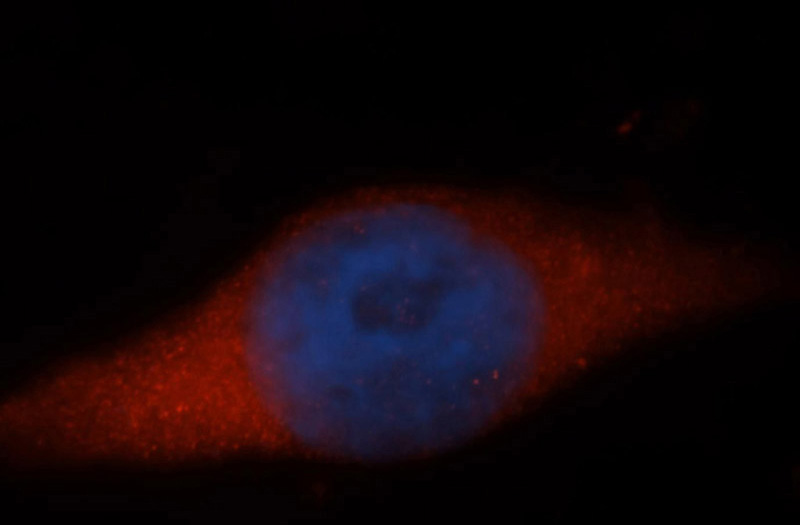 Immunofluorescent analysis of MCF-7 cells, using NAP1L1 antibody Catalog No:112945 at 1:50 dilution and Rhodamine-labeled goat anti-rabbit IgG (red). Blue pseudocolor = DAPI (fluorescent DNA dye).