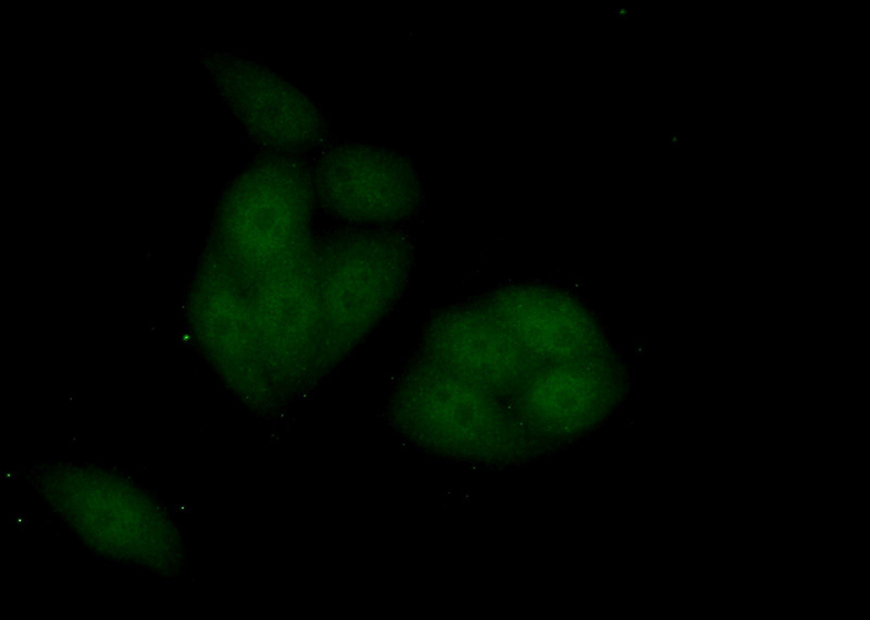 Immunofluorescent analysis of (10% Formaldehyde) fixed HeLa cells using Catalog No:111818(IPO11 Antibody) at dilution of 1:50 and Alexa Fluor 488-congugated AffiniPure Goat Anti-Rabbit IgG(H+L)