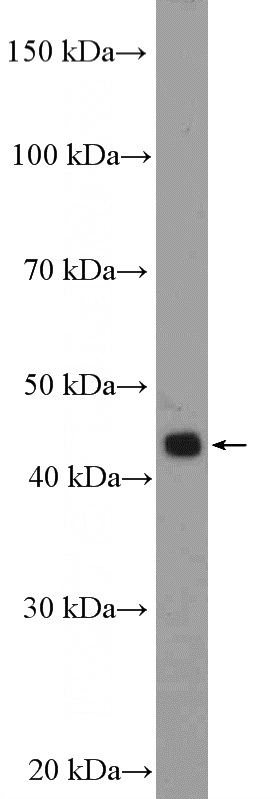 U-937 cells were subjected to SDS PAGE followed by western blot with Catalog No:115239(SIRPB1 Antibody) at dilution of 1:1000