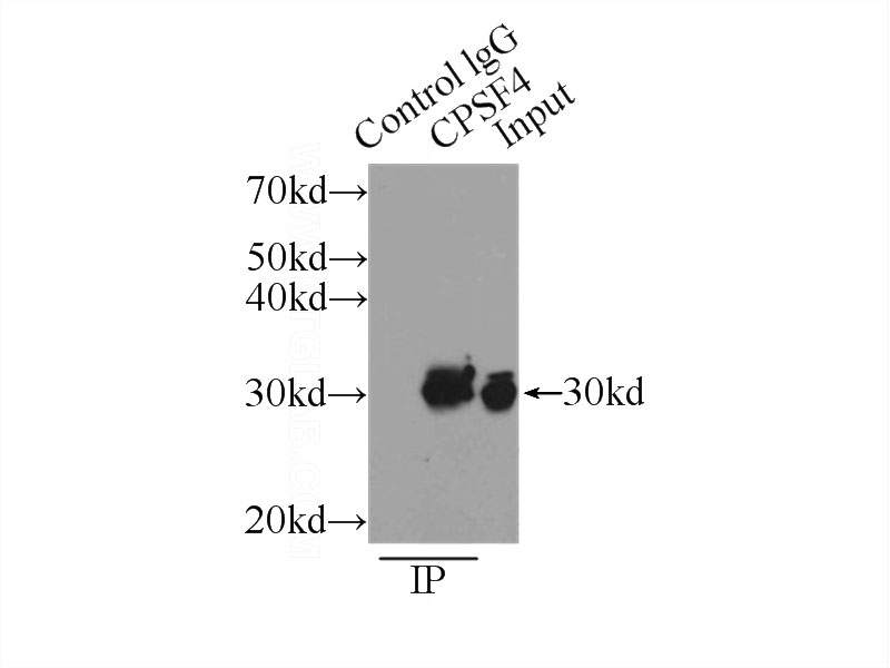IP Result of anti-CPSF4 (IP:Catalog No:109527, 3ug; Detection:Catalog No:109527 1:400) with HeLa cells lysate 1000ug.