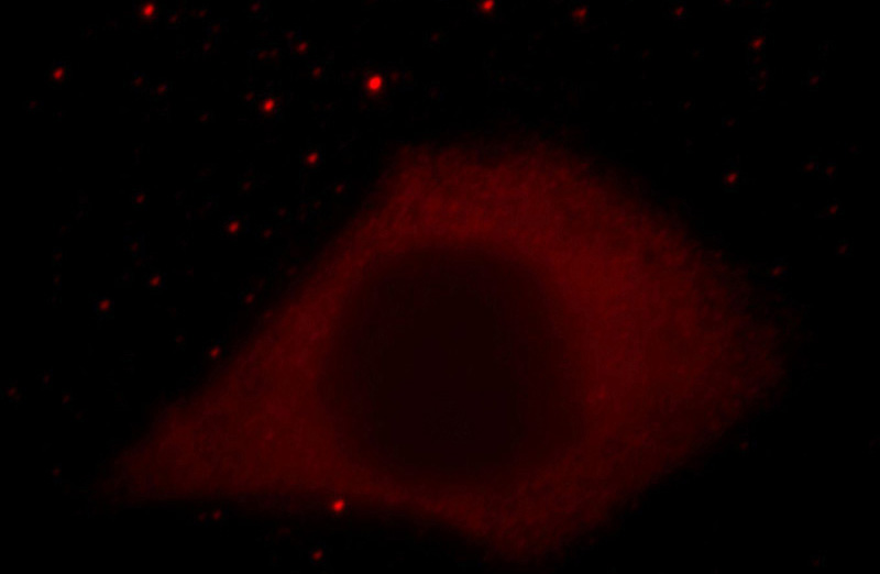 Immunofluorescent analysis of Hela cells, using ATG4C antibody Catalog No:108297 at 1:25 dilution and Rhodamine-labeled goat anti-rabbit IgG (red).
