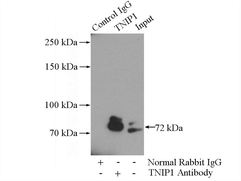 IP Result of anti-TNIP1 (IP:Catalog No:116144, 4ug; Detection:Catalog No:116144 1:700) with HeLa cells lysate 2000ug.