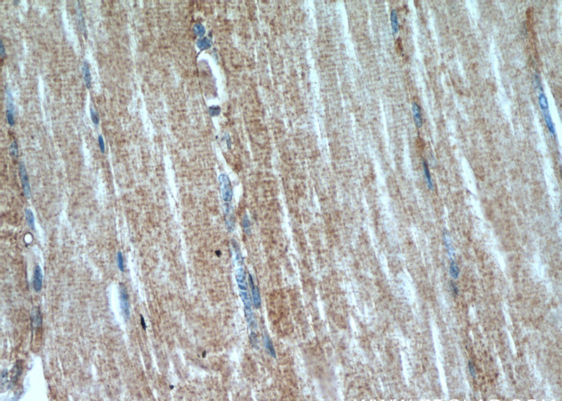 Immunohistochemical of paraffin-embedded human skeletal muscle using Catalog No:112425(MAP4K3 antibody) at dilution of 1:100 (under 40x lens)