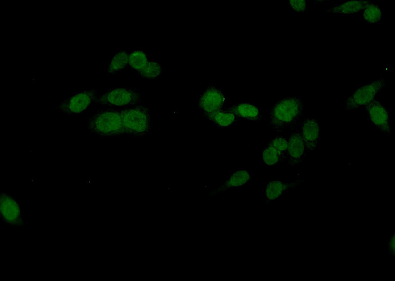 Immunofluorescent analysis of HeLa cells using Catalog No:113469(POU2F1 Antibody) at dilution of 1:25 and Alexa Fluor 488-congugated AffiniPure Goat Anti-Rabbit IgG(H+L)