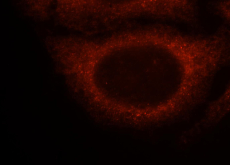 Immunofluorescent analysis of HepG2 cells, using YWHAE antibody Catalog No:107659 at 1:25 dilution and Rhodamine-labeled goat anti-rabbit IgG (red).