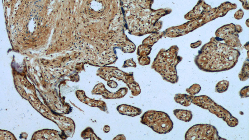 Immunohistochemistry of paraffin-embedded human placenta tissue slide using Catalog No:110457(FAM105A Antibody) at dilution of 1:50 (under 10x lens)