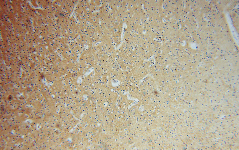 Immunohistochemical of paraffin-embedded human brain using Catalog No:113695(PCDHA5 antibody) at dilution of 1:100 (under 10x lens)