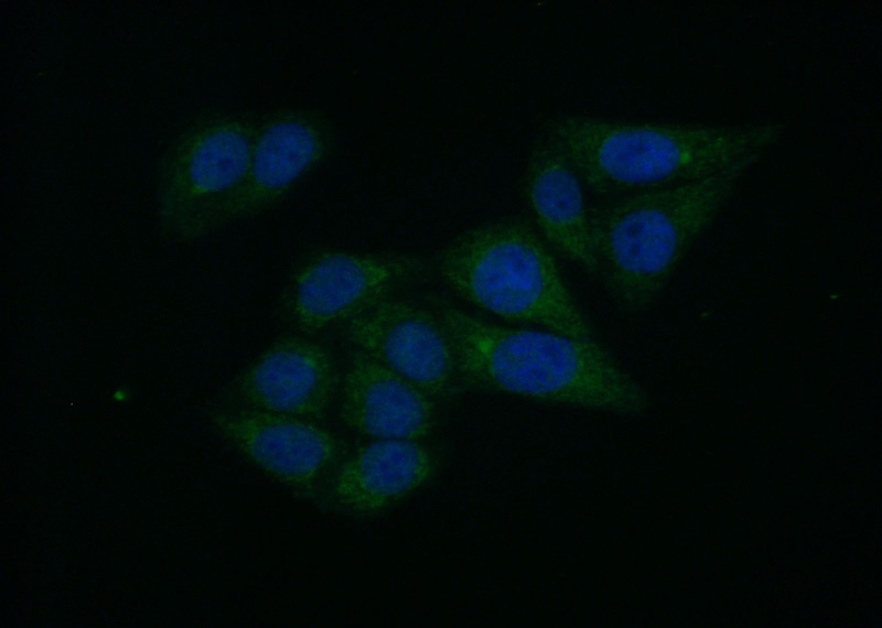 Immunofluorescent analysis of (10% Formaldehyde) fixed HepG2 cells using Catalog No:111061(GPD1 Antibody) at dilution of 1:50 and Alexa Fluor 488-congugated AffiniPure Goat Anti-Rabbit IgG(H+L)