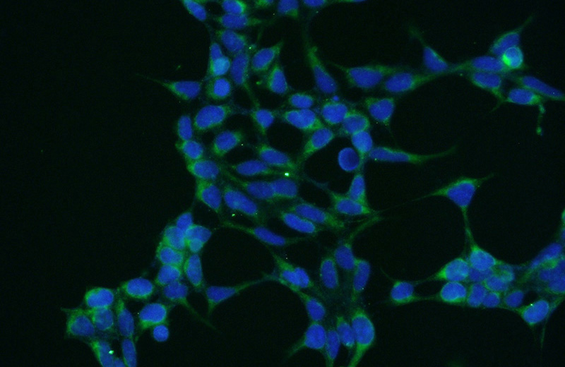 Immunofluorescent analysis of HEK-293 cells using Catalog No:114333(PTRH2 Antibody) at dilution of 1:50 and Alexa Fluor 488-congugated AffiniPure Goat Anti-Rabbit IgG(H+L)