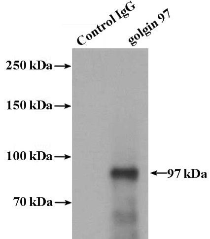 IP Result of anti-GOLGA1 (IP:Catalog No:111044, 4ug; Detection:Catalog No:111044 1:300) with mouse kidney tissue lysate 4000ug.