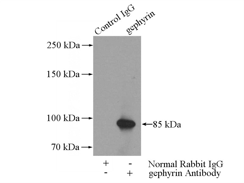 IP Result of anti-GPHN (IP:Catalog No:110943, 4ug; Detection:Catalog No:110943 1:700) with HEK-293 cells lysate 3200ug.
