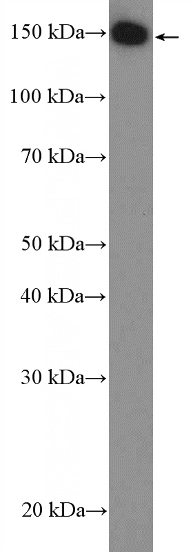 MCF-7 cells were subjected to SDS PAGE followed by western blot with Catalog No:113944(PLCB3 Antibody) at dilution of 1:600