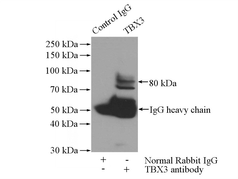 IP Result of anti-TBX3 (IP:Catalog No:115892, 4ug; Detection:Catalog No:115892 1:500) with human placenta tissue lysate 1520ug.