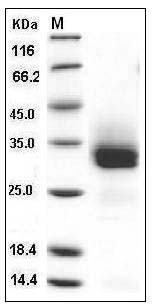 Mouse FGF18 / FGF-18 Protein (His Tag) SDS-PAGE